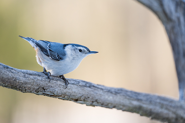 Nikon Z 100-400mm F4.5-5.6 VR S Nikkor Review: Hands-on Review -- Gallery Image