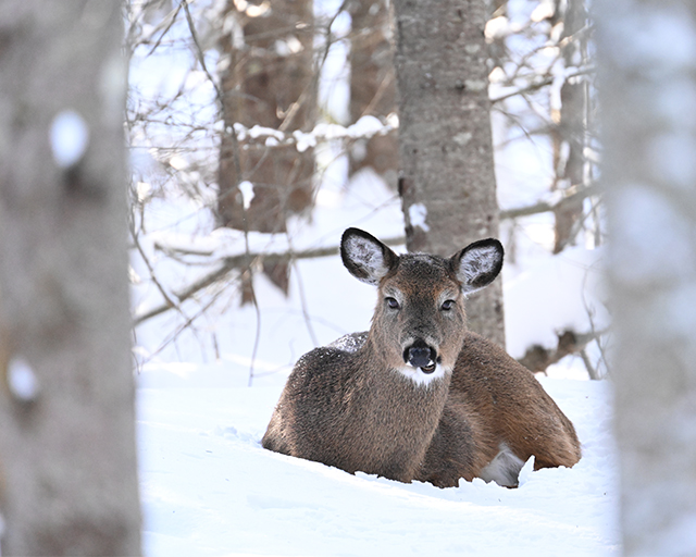 Nikon Z 100-400mm F4.5-5.6 VR S Nikkor Review: Hands-on Review -- Gallery Image